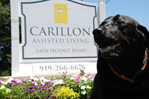 Carillon sign and dog