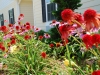 Carillon in Bloom