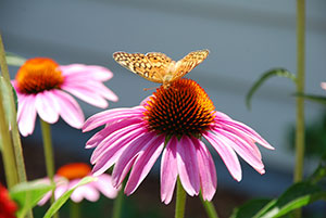 Knightdale flower with butterfly